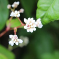 Persicaria chinensis (L.) H.Gross